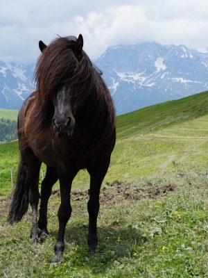 Ein Pony, welches regelmässig mit Akupunktur und Physiotherapie behandelt wurde.